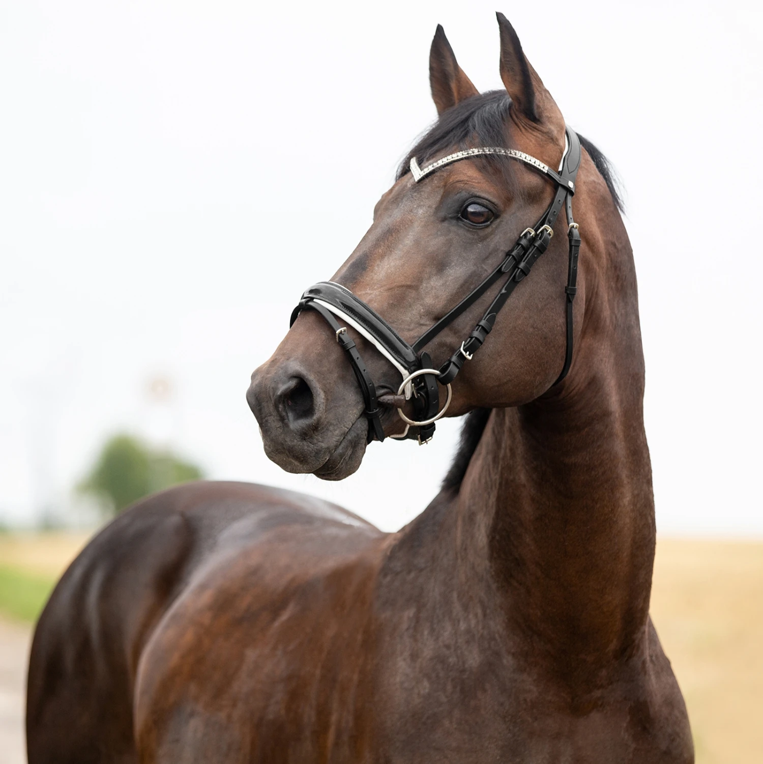 Horze Grayson Anatomische Trense 9 Horze Grayson Anatomische Trense – Bild 9