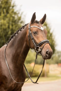 Horze Grayson Anatomische Trense 20 Horze Grayson Anatomische Trense -Pferdebedarf Angebote 10084 BL BL 4