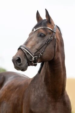 Horze Grayson Anatomische Trense 31 Horze Grayson Anatomische Trense -Pferdebedarf Angebote 10084 DBR 1