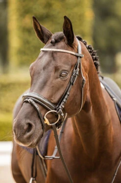 Horze Nancy Stirnriemen Mit Kristallen Und Flechtdetail 14 Horze Nancy Stirnriemen Mit Kristallen Und Flechtdetail -Pferdebedarf Angebote 10170 bl rgo 05