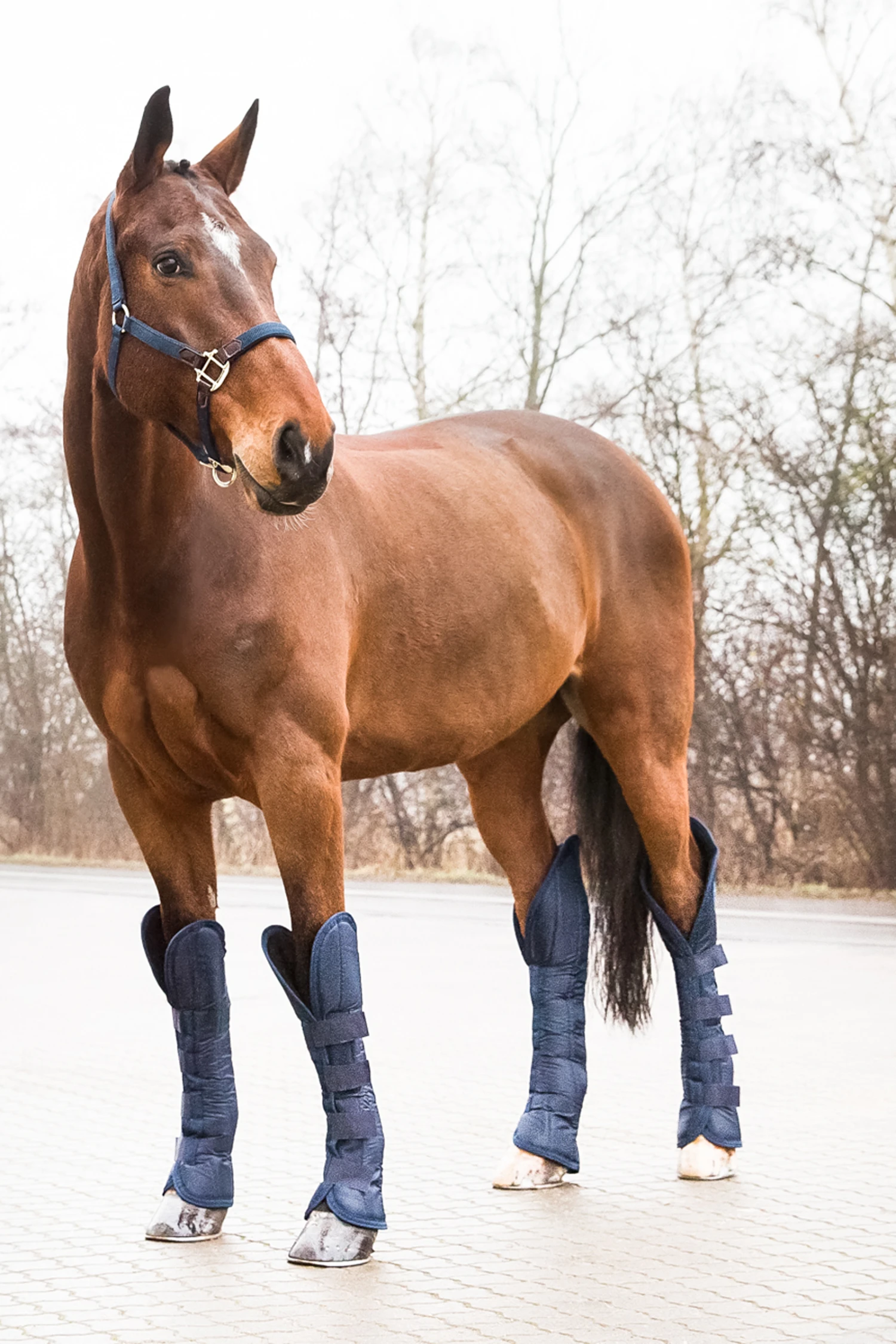 Horze Transportgamaschen 2 Horze Transportgamaschen – Bild 2