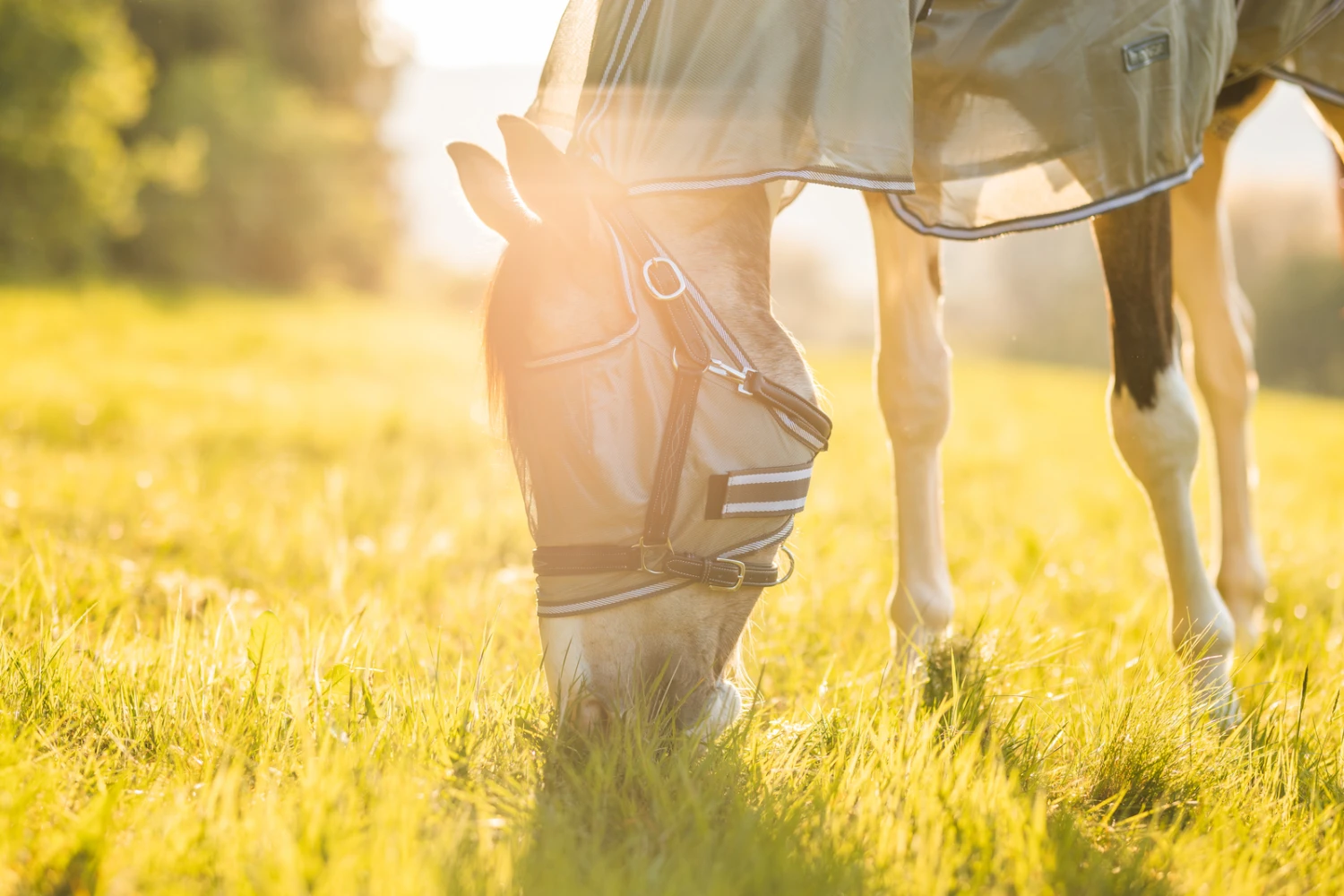 Horze La Pampa Fliegenschutz Set 19 Horze La Pampa Fliegenschutz Set – Bild 19
