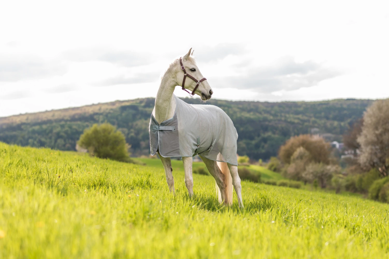 Horze Orleans Fliegendecke 10 Horze Orleans Fliegendecke – Bild 10