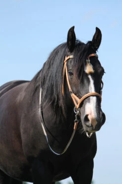 F.R.A. Shango Sidepull (System 3) Westerntrense -Pferdebedarf Angebote 322924 NAT 3