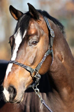 Kavalkade Tessa Flechthalfter -Pferdebedarf Angebote 337438 ANT DB WH 04