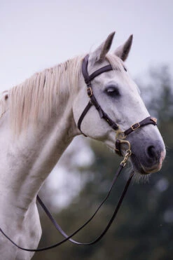 F.R.A. Imperial Hackamore Zaum, Shire 7 F.R.A. Imperial Hackamore Zaum, Shire -Pferdebedarf Angebote 340177 BR 2