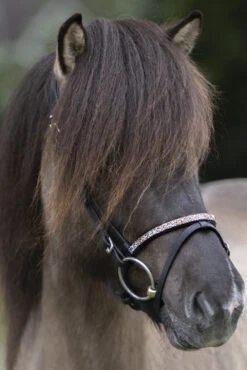 Kavalkade Ferskja Englisches Reithalfter Für Aradis Islandtrense -Pferdebedarf Angebote 344080 BL 3
