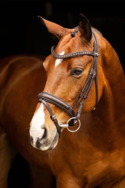 LeMieux Arika Dresssur Trense 11 LeMieux Arika Dresssur Trense -Pferdebedarf Angebote 38E3P 780 04